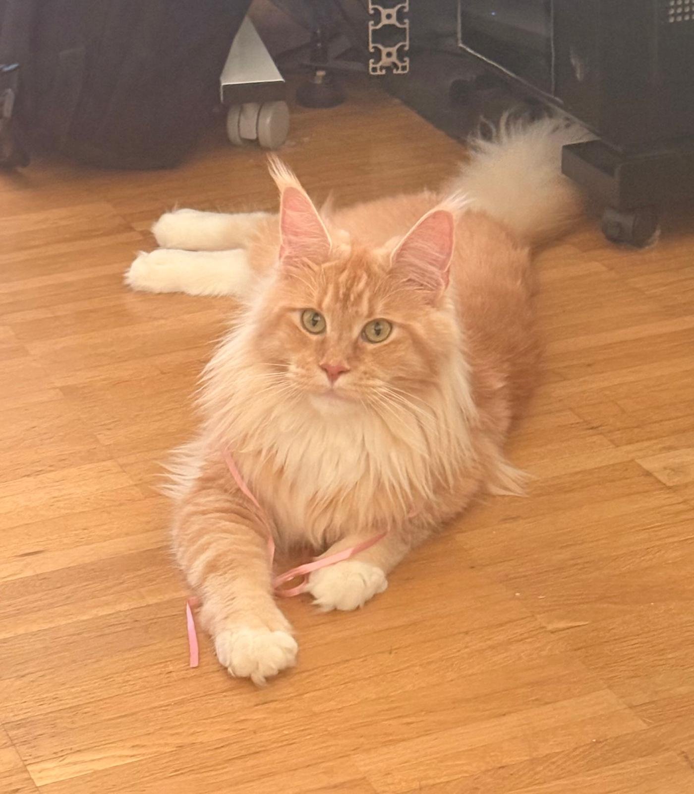 Nellie, our foundation queen