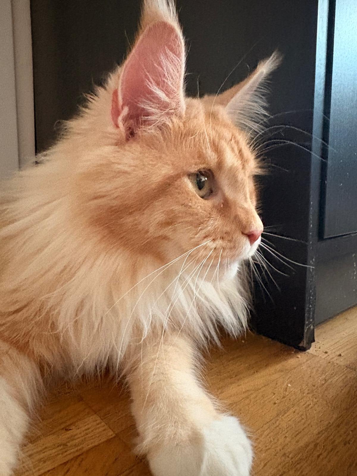Nellie, our foundation queen