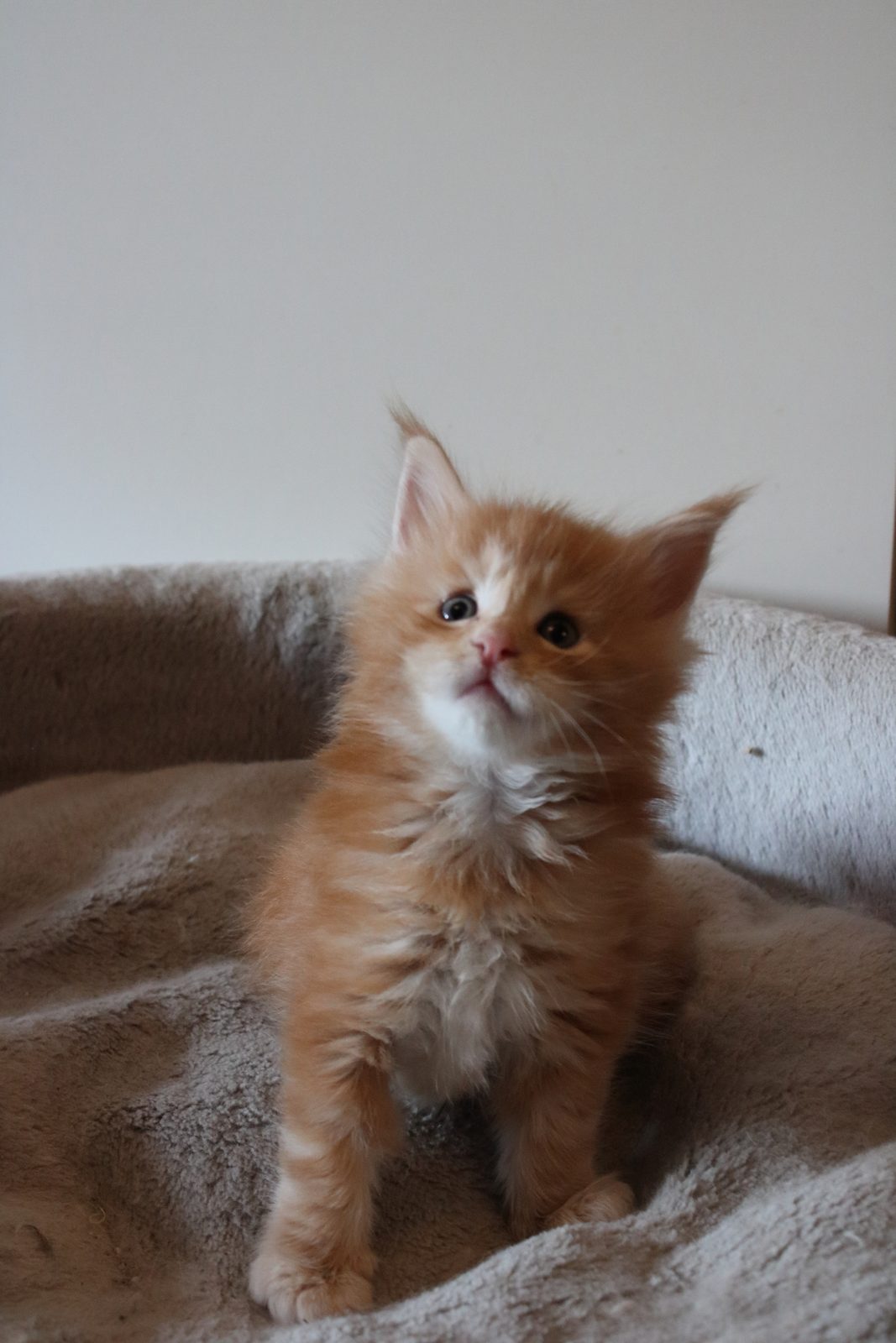 Red Maine Coon kitten