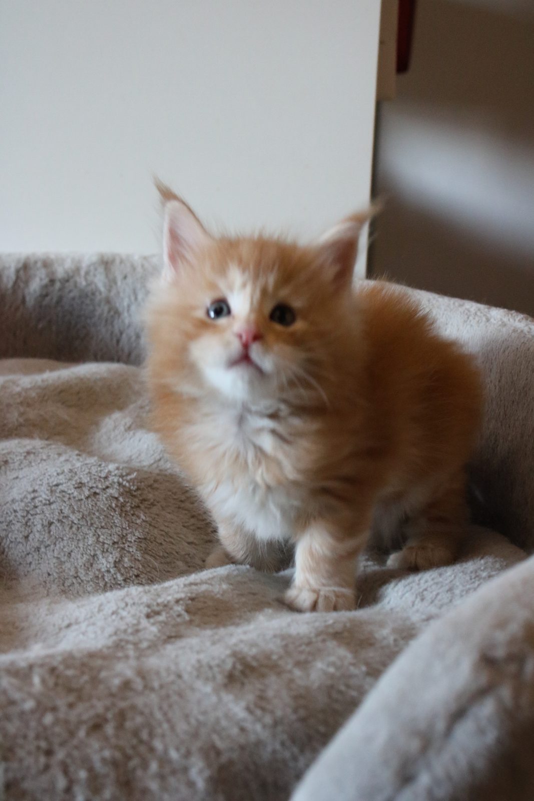 Red Maine Coon kitten