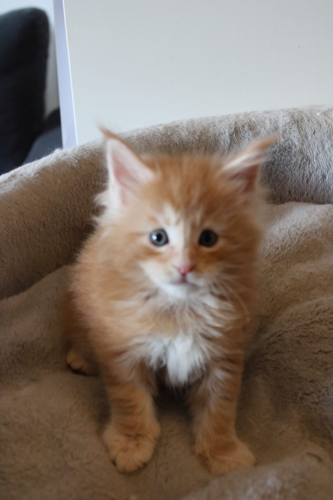 Red Maine Coon kitten