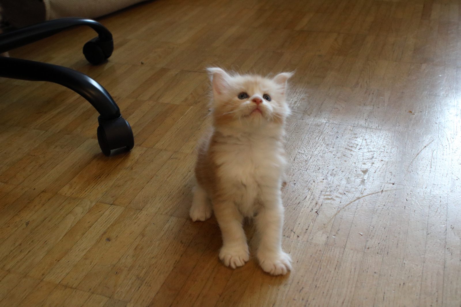 Cream and white Maine Coon kitten