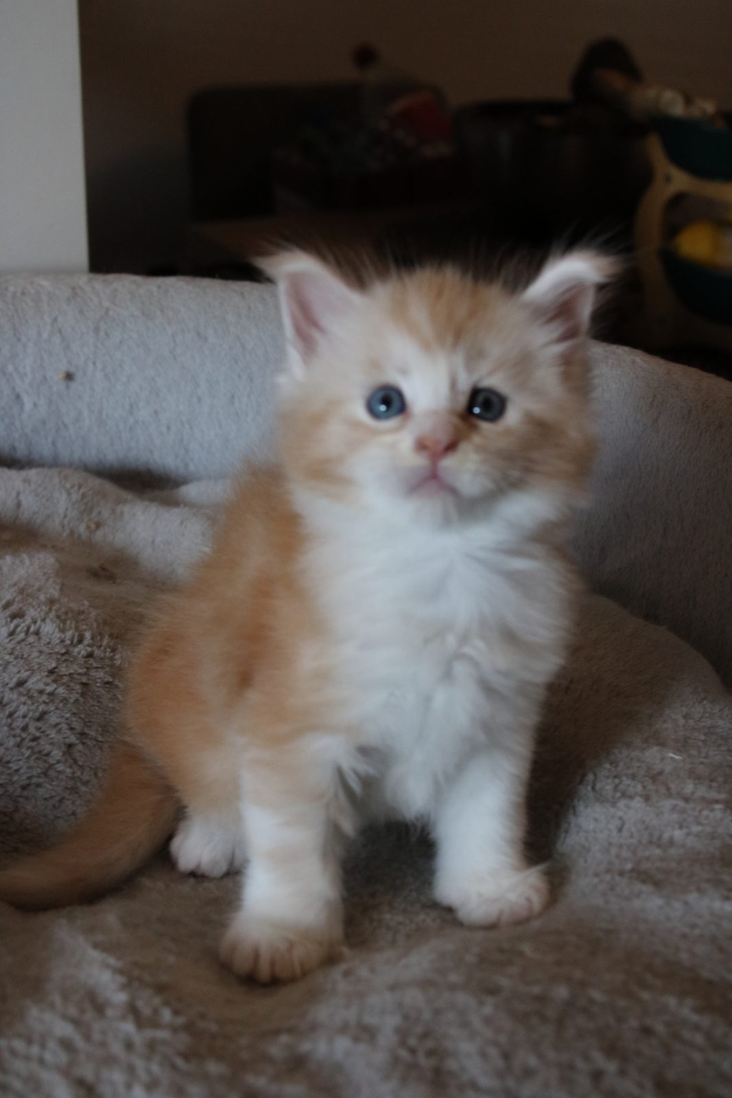 Cream and white Maine Coon kitten